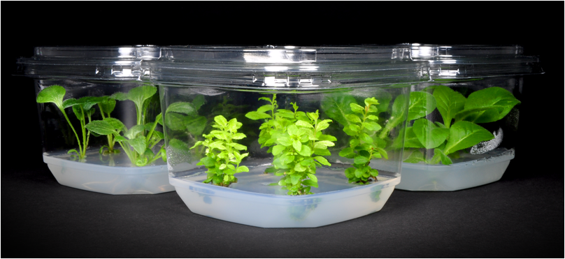 外源激素對(duì)植物愈傷組織培養(yǎng)的作用，值得收藏！